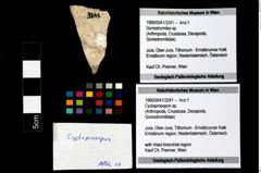 Foto (Objekt + Etikett) von Cycloprosopon sp.  (NHMW-GEO-1990-0041-3241)